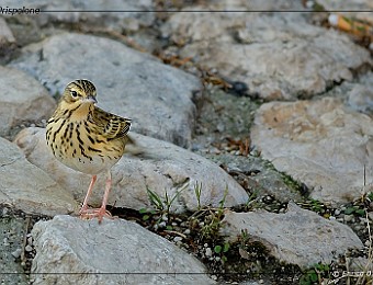 Animali 153